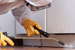 Messie Schädlingsbekämpfung Gifhorn